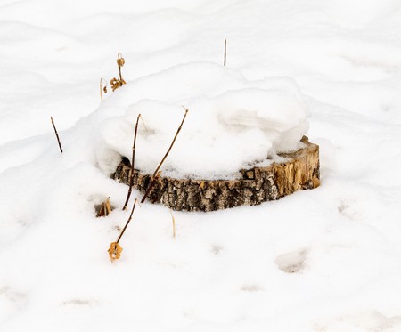 branches with leaves from under snowの写真素材