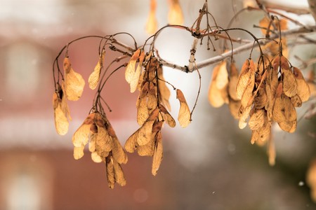 dry maple seeds on the tree winterの写真素材
