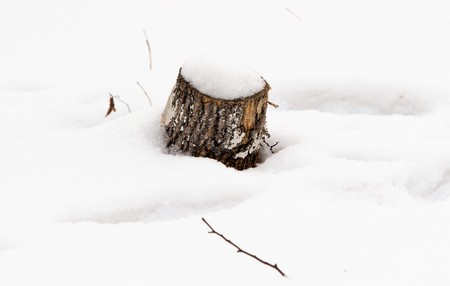 branches with leaves from under snowの写真素材