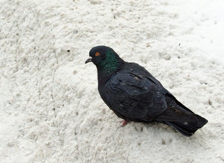 blue doves in winter on snowの写真素材