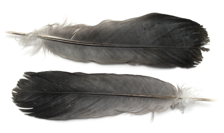 Feather isolated on the white backgroundの写真素材