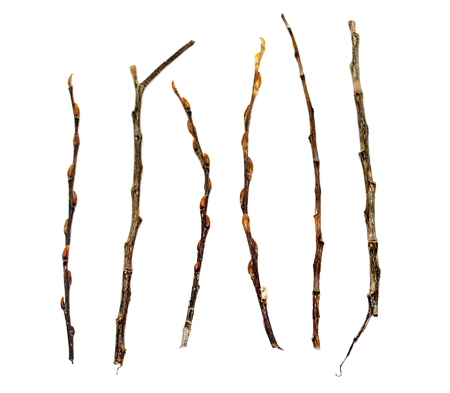 dry branch sticks on a white backgroundの写真素材