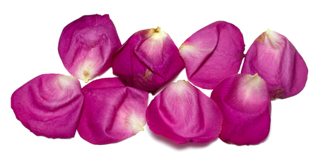 rose petals on white backgroundの写真素材