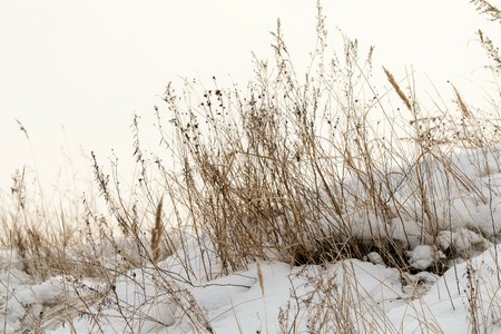 dry grass thorns in the snowの写真素材