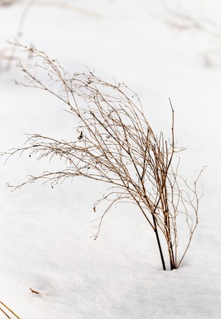 dry grass thorns in the snowの写真素材