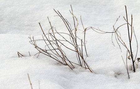 dry grass thorns in the snowの写真素材