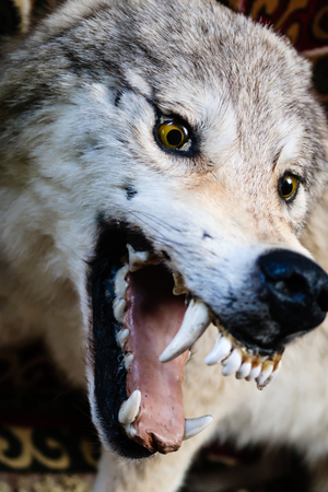 close-up of a wolf's teethの写真素材