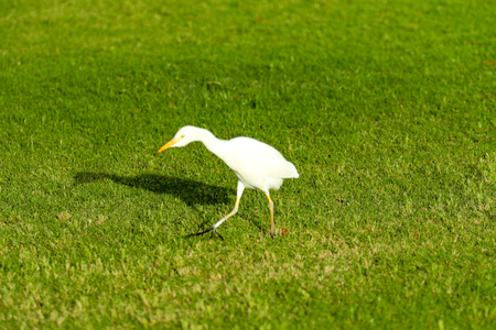 white bird heron walking on green grassの写真素材
