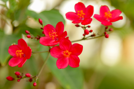 red flowers close-up landscapeの写真素材
