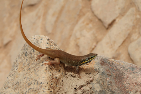 lizard close-up on asphalt