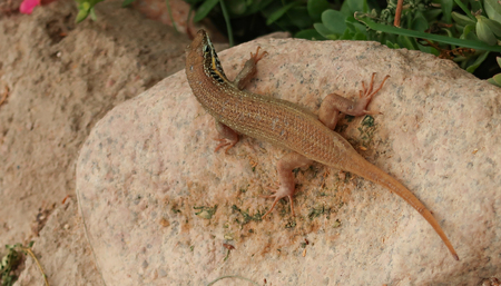 lizard close-up on asphaltの写真素材