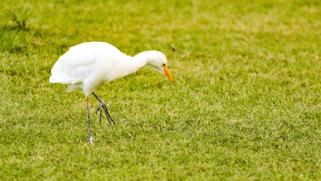 white bird heron walking on green grassの写真素材