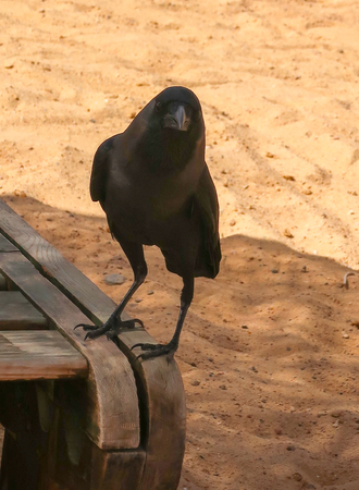 crow on a background of the sky sitsの写真素材