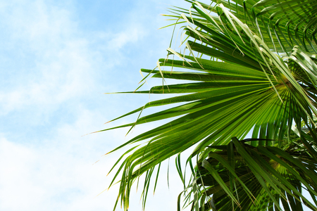 green palm tree leaves against the skyの写真素材