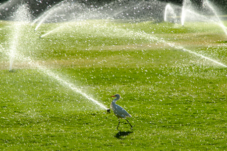 Irrigation System Watering the green grass, blurred backgroundの写真素材