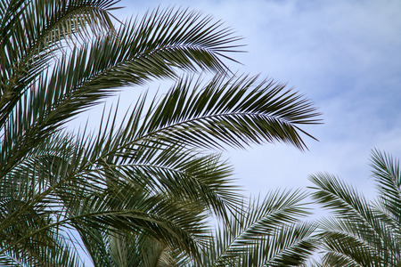 green palm tree leaves against the skyの写真素材