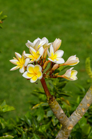 Plumeria white flowers plants natureの写真素材