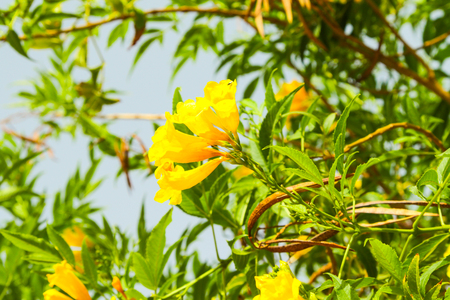 Botanical images yellow flowers on the sky backgroundの写真素材