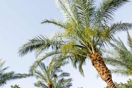 green palm tree leaves against the sky
