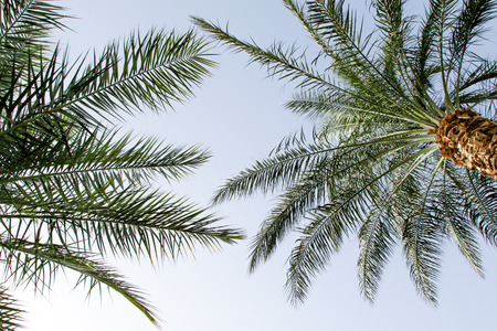 green palm tree leaves against the sky