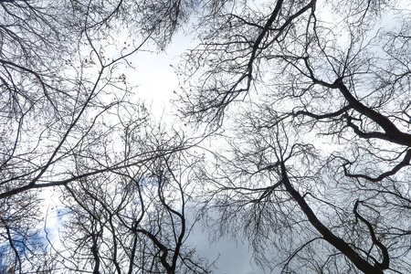 bare tree branches against a cloudy sky background