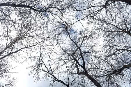 bare tree branches against a cloudy sky background
