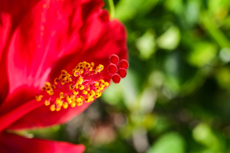 flower karkade grows on natureの写真素材