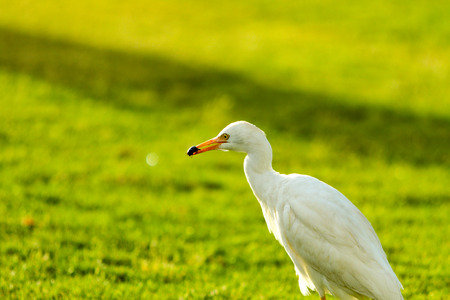 white bird heron walking on green grassの写真素材