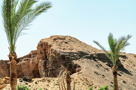 palms sky landscape, summer holidays