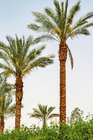 Palms sky landscape, summer holidaysの写真素材