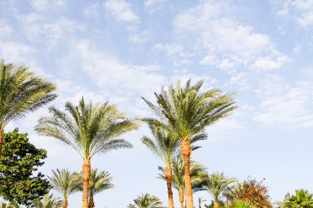 green palm tree leaves against the skyの写真素材