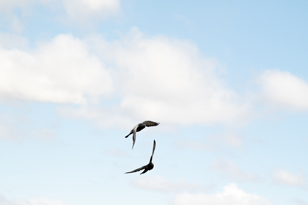 the bird flies against the skyの写真素材