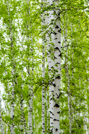 background of birch forest trees green springの写真素材