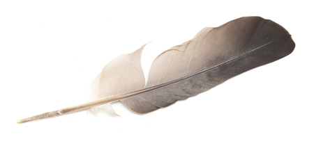 gray feather pigeon isolated on white backgroundの写真素材