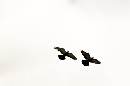 the bird flies against the skyの写真素材