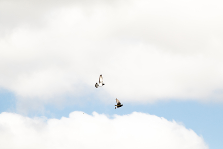 the bird flies against the skyの写真素材