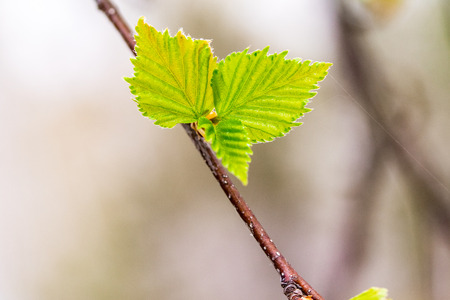 young green kidney leaves on a tree