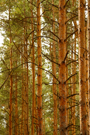 tree trunks pine trees