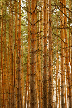 tree trunks pine trees