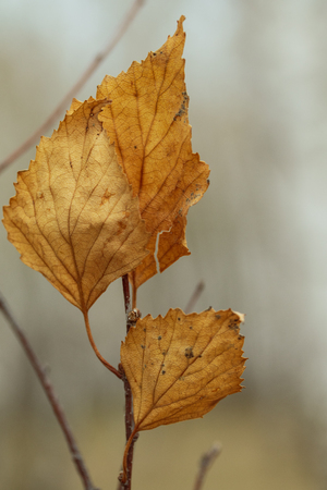 yellow leaf on a blurry gray backgroundの写真素材