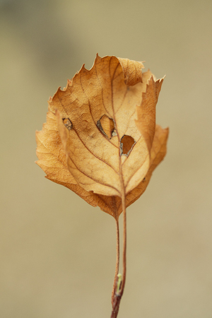 yellow leaf on a blurry gray backgroundの写真素材