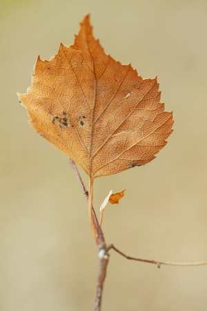 yellow leaf on a blurry gray backgroundの写真素材