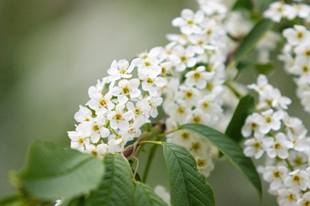 white cherry flowers close-upの写真素材