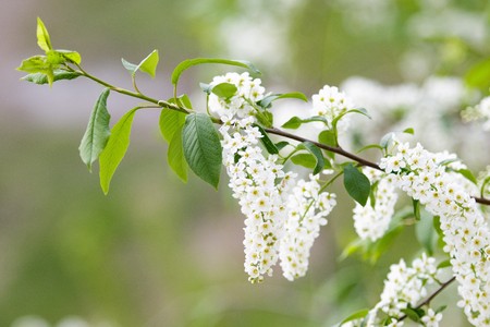 white cherry flowers close-upの写真素材