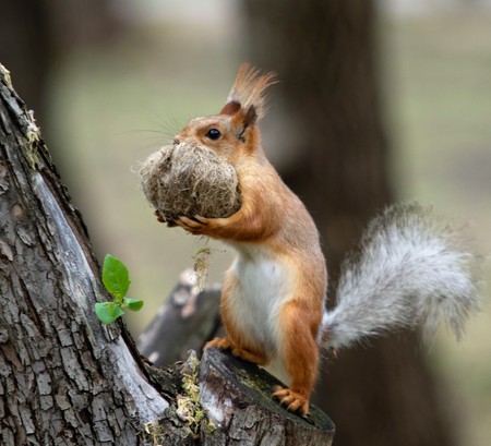 squirrel in the wood close-upの写真素材