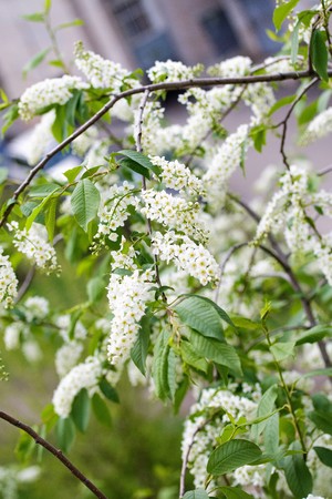 white cherry flowers close-up