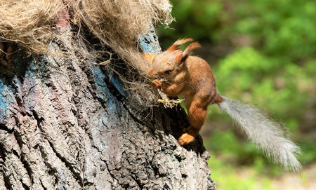 squirrel in the wood close-upの写真素材