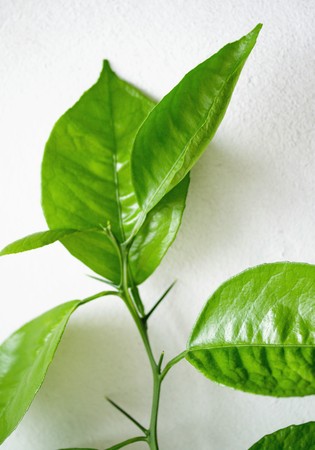 green leaves along the white wall are largeの写真素材