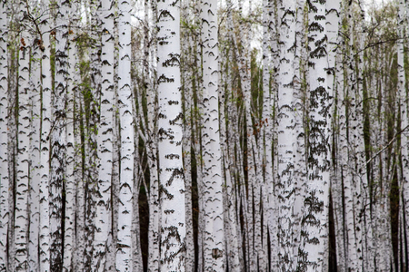 birches without leaves, white treesの写真素材