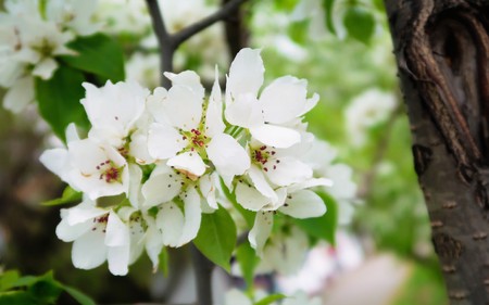 white flowers birdflies spring green leavesの写真素材